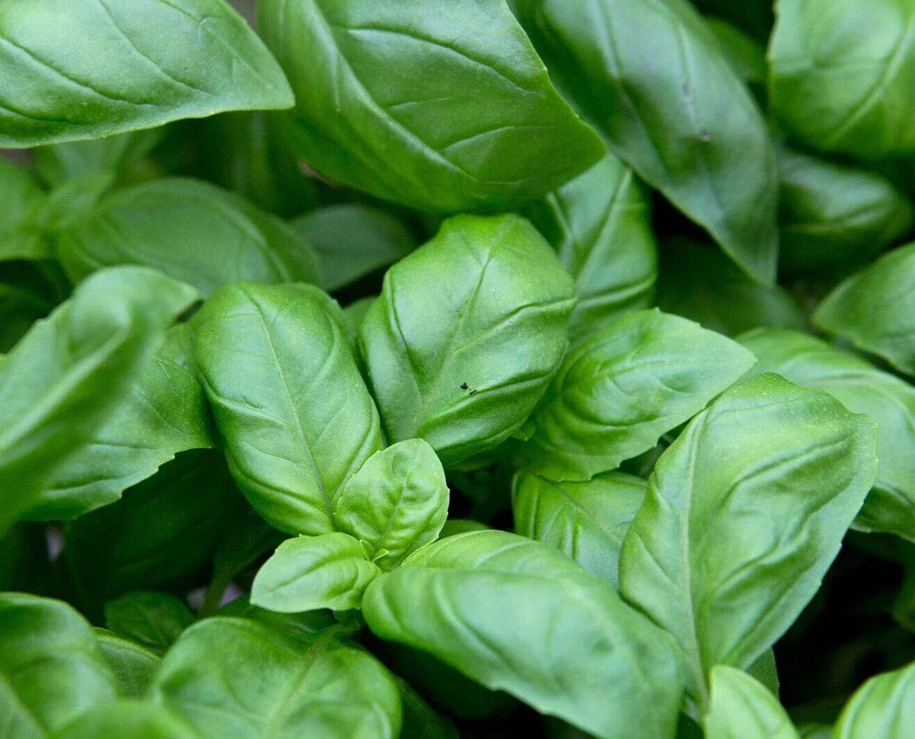 Sweet Basil Seeds - 100 Seeds | Ocimum basilicum Culinary Herb