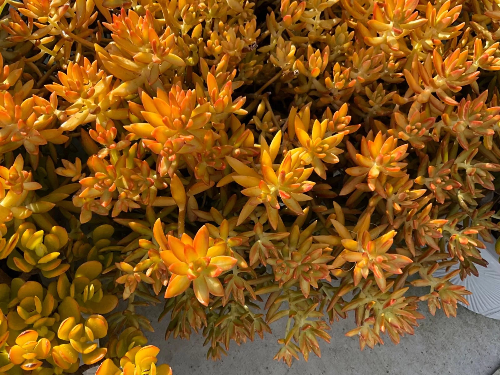 Sedum Firestorm Cuttings 3-Pack, Succulent Plant, Drought-Tolerant, Gardening & Arrangements