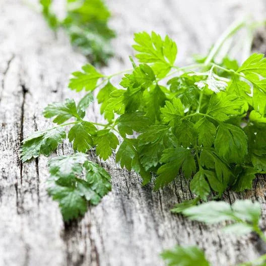 Chervil Seeds - 2000 Non-GMO Heirloom Anthriscus cerefolium Herb Seeds for Gardening