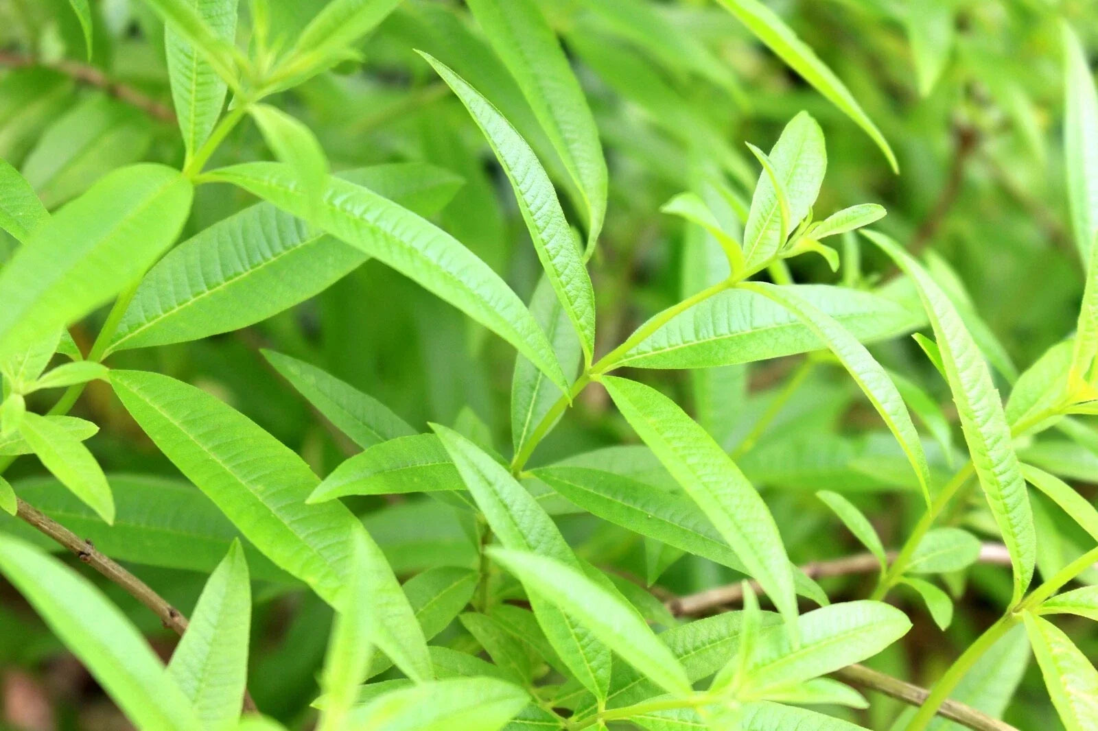 Organic Lemon Verbena Live Starter Plant in 4-Inch Pot | Aloysia citrodora Fragrant Herb for Culinary & Tea