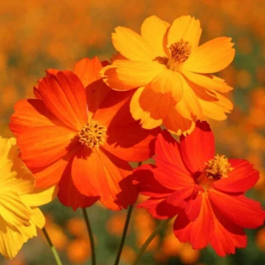 Sulphur Cosmos Seeds - Bright Lights Mix - Red, Orange, Yellow - Cosmos sulphureus - Garden Flower Seeds