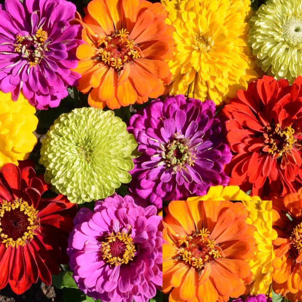 Zinnia Seeds Rainbow Mix - Painted Wagons Variety for Butterflies & Hummingbirds, Non-GMO, 200 Seeds