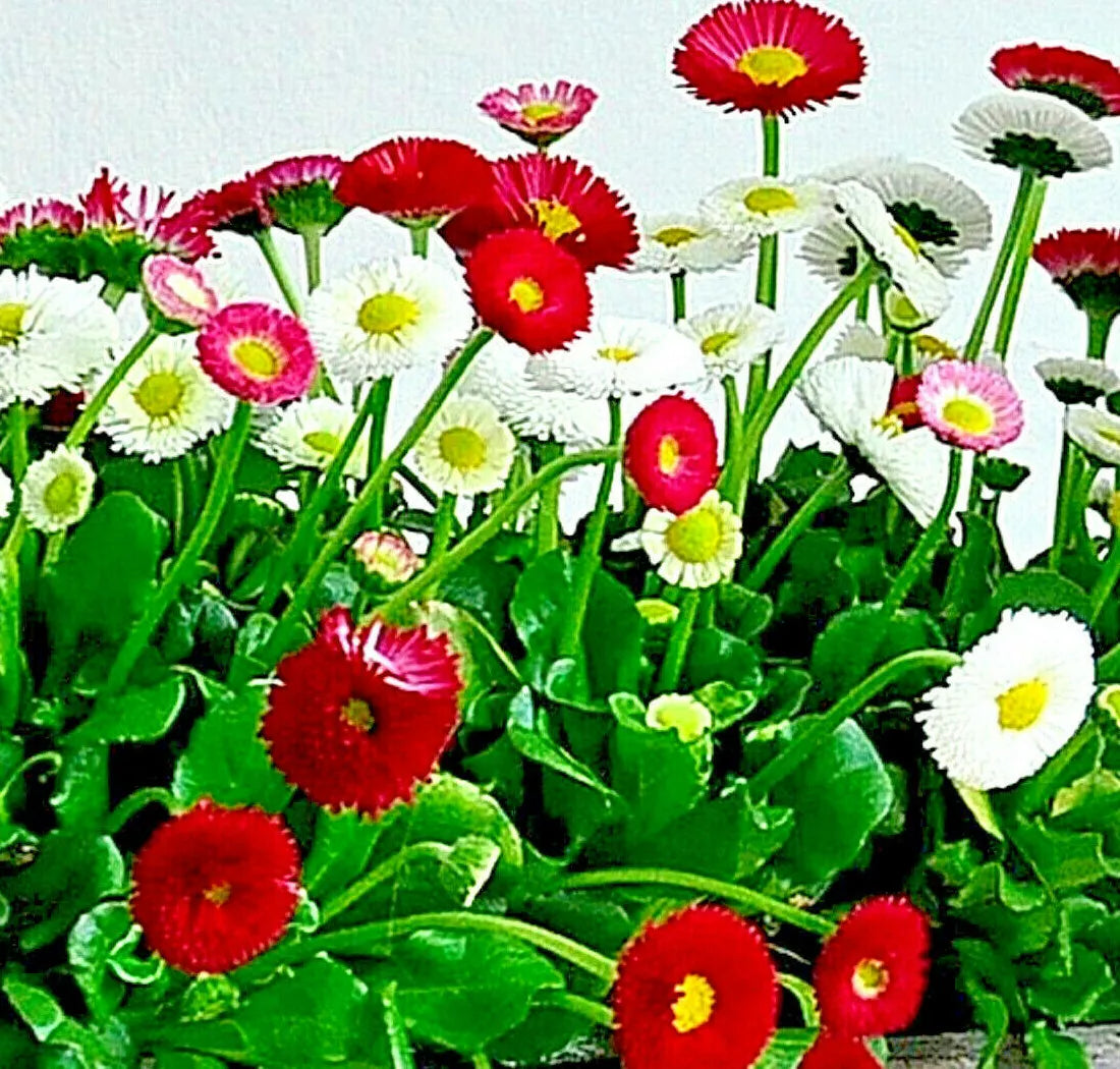 Bellis Perennis Super Enorma Flower Seeds - 200 Mixed English Daisy Seeds