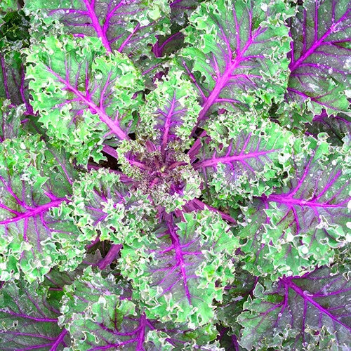 Red Russian Kale Seeds | Heirloom Non-GMO Organic Brassica napus