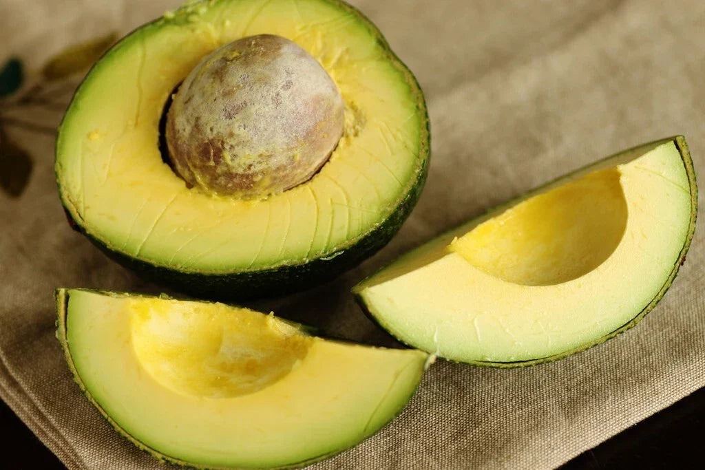 Rare Cleopatra Avocado Cuttings - 3 Wax-Dipped Scions Persea americana
