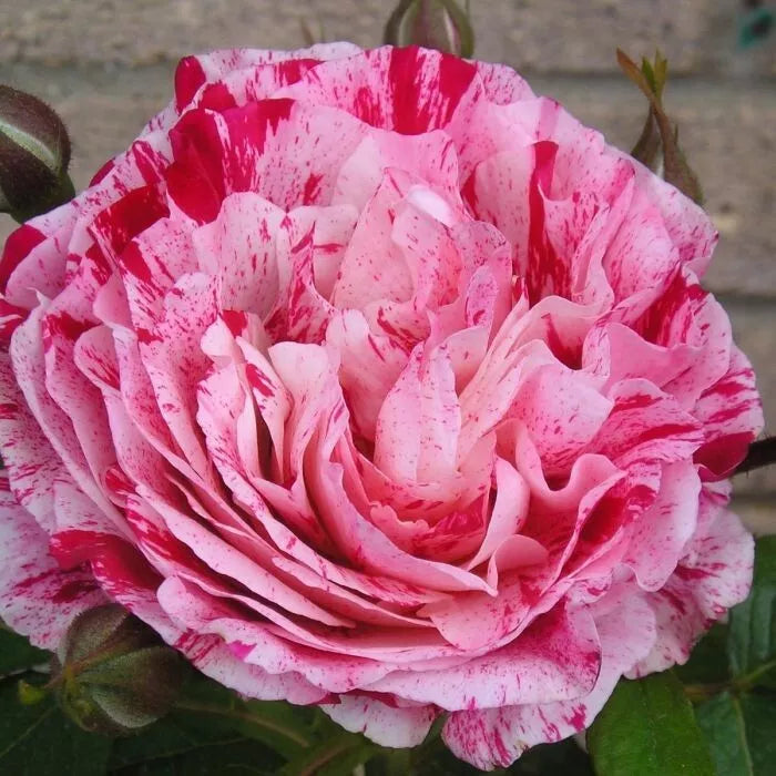 Scentimental Rose Floribunda Plant - 2-Year-Old Bareroot Bush Rosa 'Scentimental' Fragrant, Bi-Colored Blooms