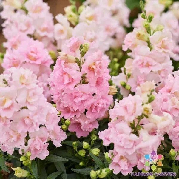 Twinny Appleblossom Snapdragon Seeds - 1000+ Count, Antirrhinum majus, Bi-colored Pink and Cream, Garden Annuals, Full Sun, USA