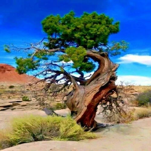 Bristlecone Pine Seeds 20 Pack | Pinus aristata | Oldest Living Tree Seeds for Planting | Conical Growth Habit