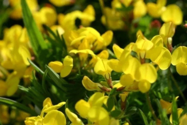 Bird's Foot Trefoil Seeds - 100 Fresh Lotus corniculatus Ground Cover for Erosion Control & Pollinator Garden