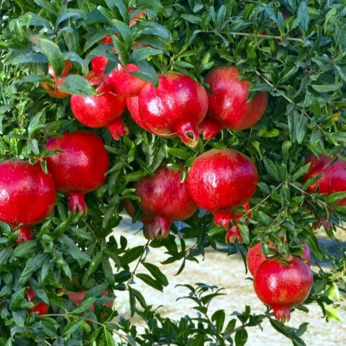 Pomegranate Tree Seeds - Non-GMO Edible Fruit Shrub - Punica granatum - Garden, Container, Ornamental Plant