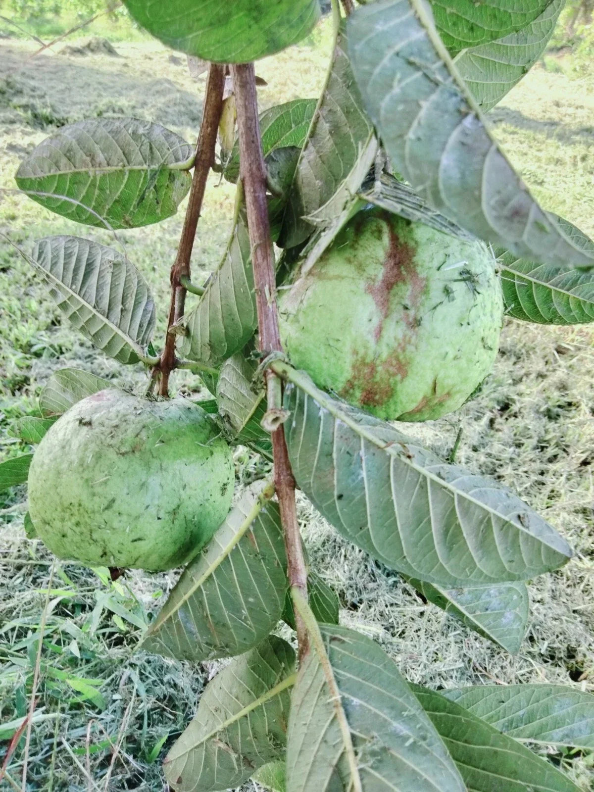 Guava Cuttings for Grafting or Rooting – 3 Healthy Psidium guajava Stem Cuttings, 4-5 Inches