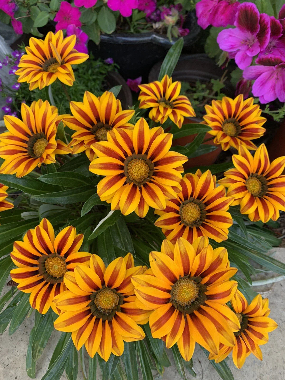Gazania Rigens Plant in 3 Inch Pot - Yellow and Red Flowers with Established Roots