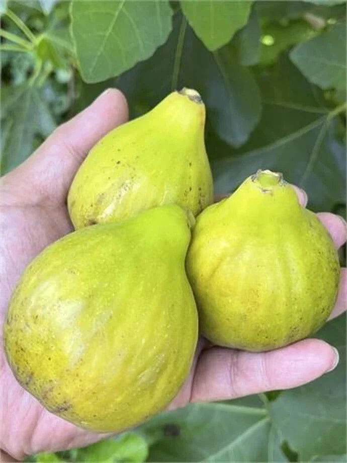 Fico Bianco Siciliano Cutting – 3 Nodes, Over 8 Inches Long – Ficus carica Fruit Tree Propagation for Garden or Indoor Use