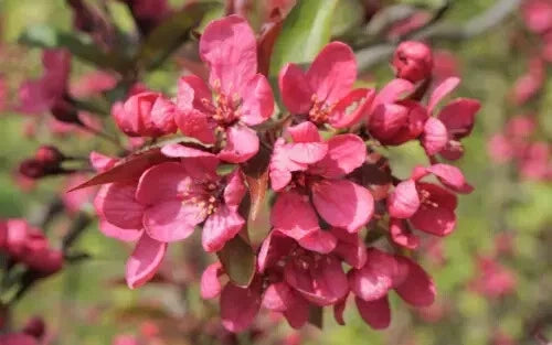 Prairie Fire Crabapple Seeds - 25+ Malus ioensis Garden Planting, Pink-White Flowers, Red Fruit, USA