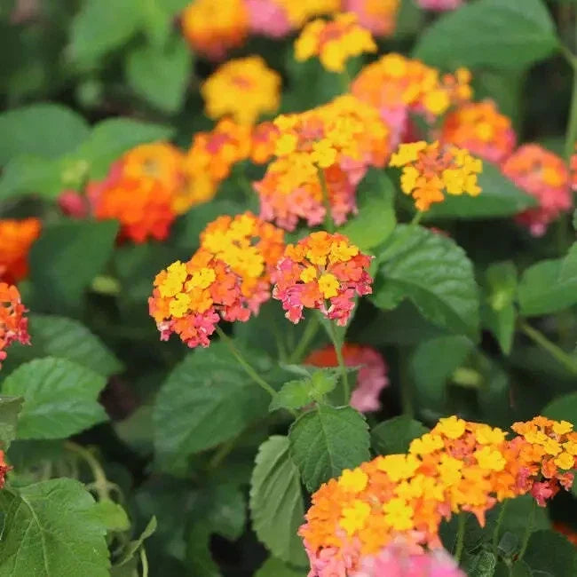 Orange Lantana Live Rooted Plant – Bright Orange Blooms, Butterfly Attractant, Drought-Tolerant, Lantana camara