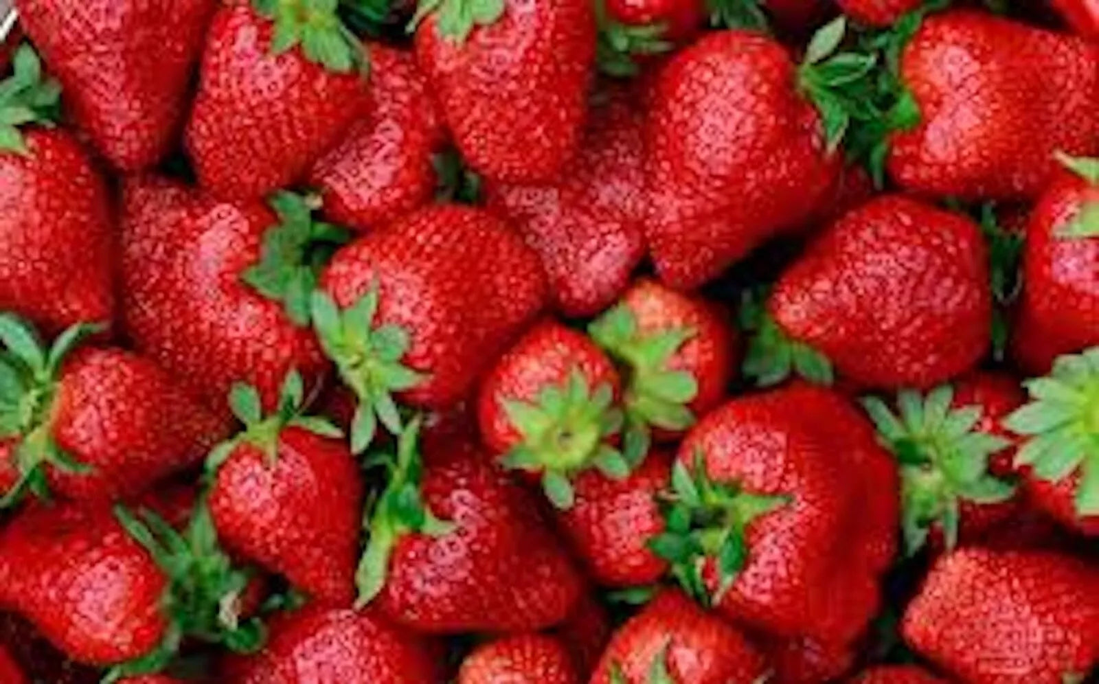 Junebearing Strawberry Plants 3-Pack Tennessee Beauty | Perennial Fruit Plants | Fragaria × ananassa