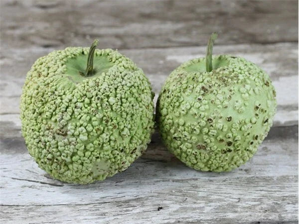 Bule Blister Gourd Seeds – Fresh Cucurbita Pepo, Momordica charantia, Vining Annual, Packet of Seeds
