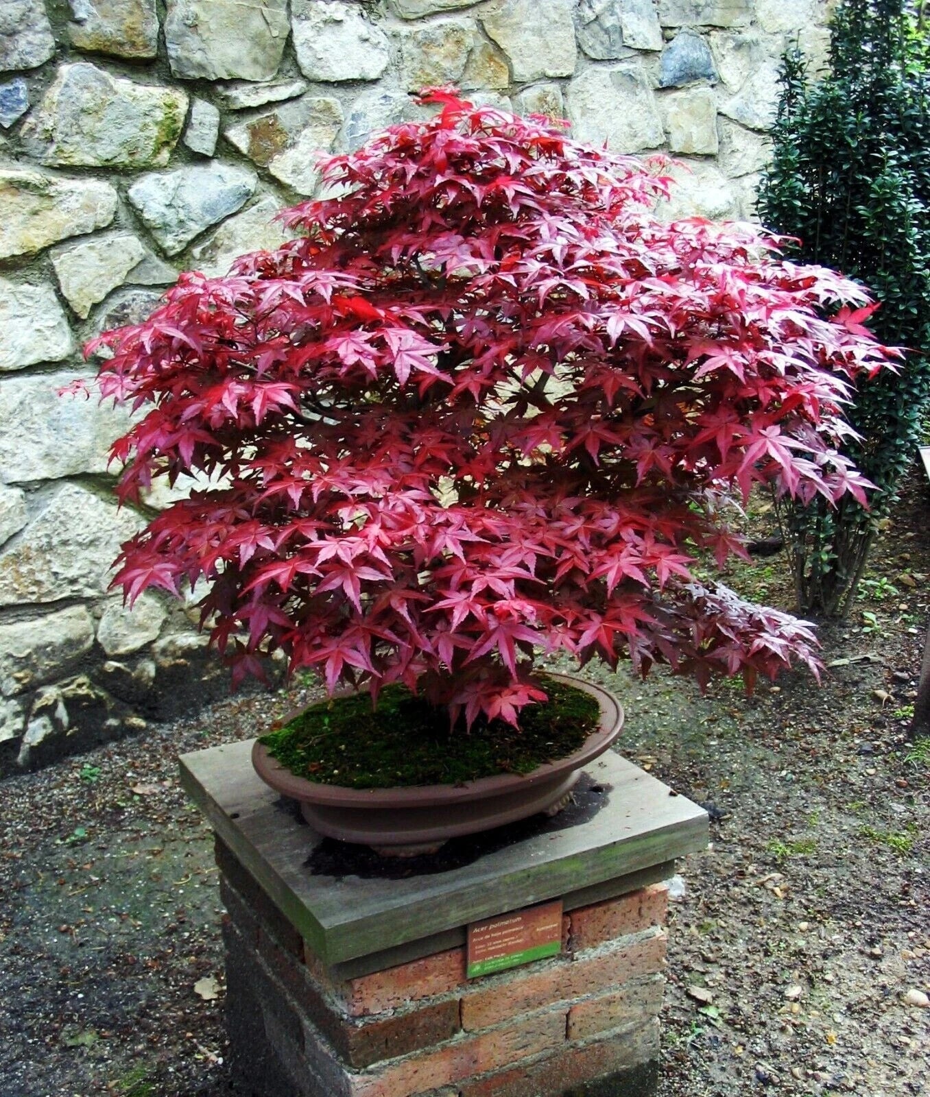 Bloodgood Maple Tree Live Plant – 4+ Inch Japanese Red/Green Acer palmatum 'Bloodgood' for Garden, Patio & Landscape