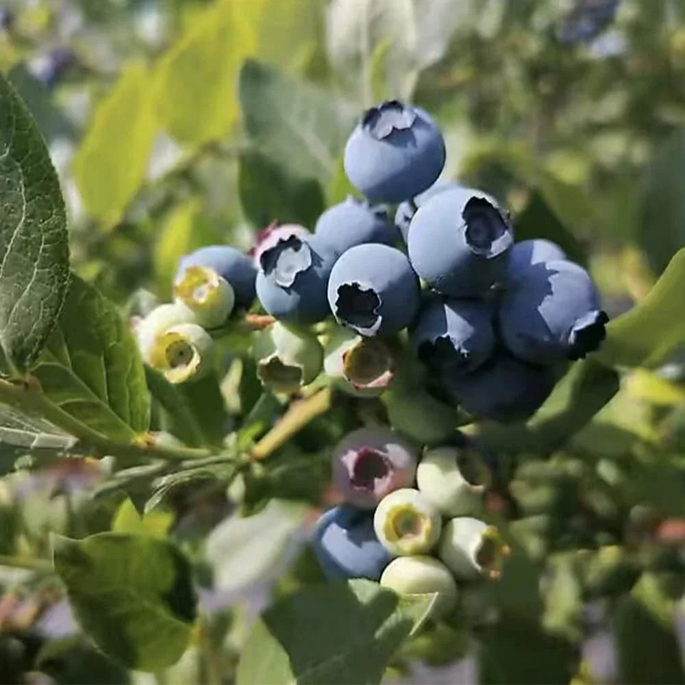 Blueberry Seeds for Planting - 100+ High Yield Vaccinium corymbosum Seeds