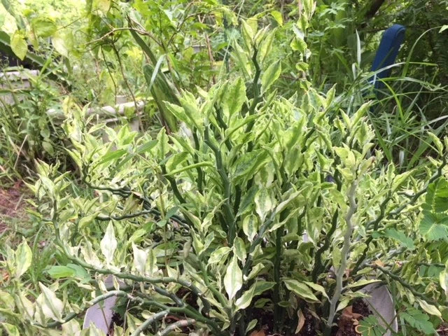 Devil's Backbone Cuttings with Roots, Variegated Euphorbia tithymaloides 'Jacobs Ladder' Indoor Outdoor Plant