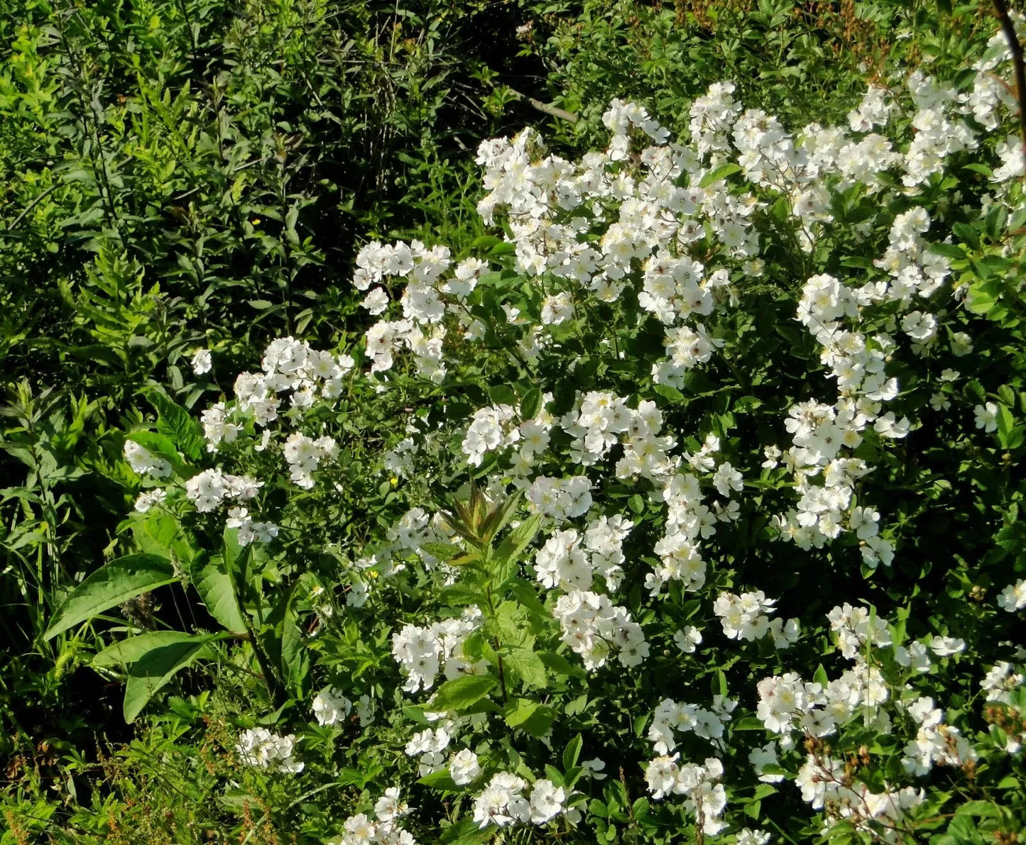 Multiflora Rose Bush Starter Plant Bare Root 6-12 Inches Rosa multiflora for Hedges & Gardens