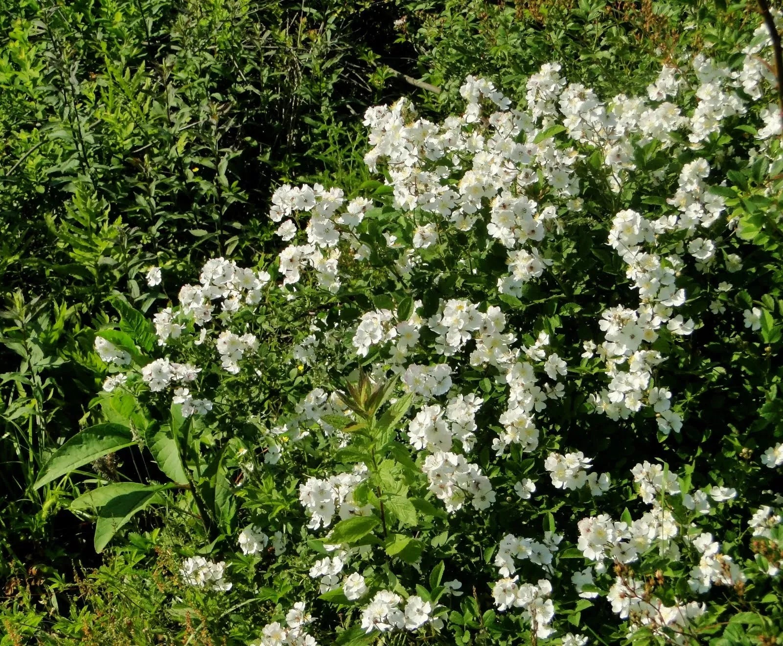 Multiflora Rose Bush Starter Plant Bare Root 6-12 Inches Rosa multiflora for Hedges & Gardens