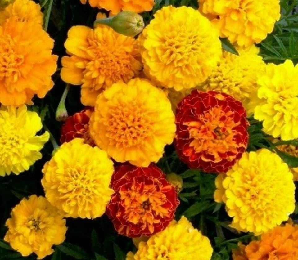 French Marigold Flower Seeds - Petite Mix, Annuals for Bees, Tagetes patula, Compact Growth, Pollinator-Friendly, Full Sun, 100+ Seeds