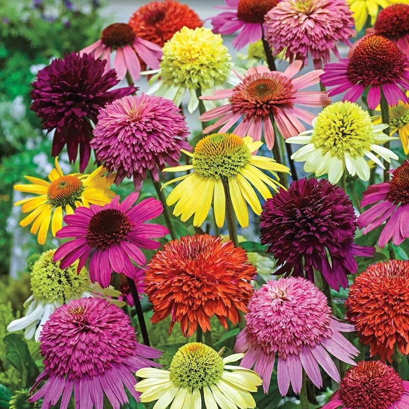 Double Mix Coneflower Seeds | Echinacea purpurea Perennial Flowers for Garden, Borders & Containers | USA Seller