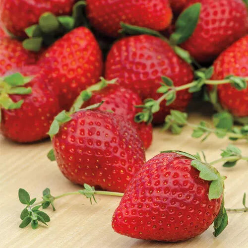 Everbearer Strawberry Plants 25 Bare Root Ozark Beauty Fragaria x ananassa for Home Garden, Containers