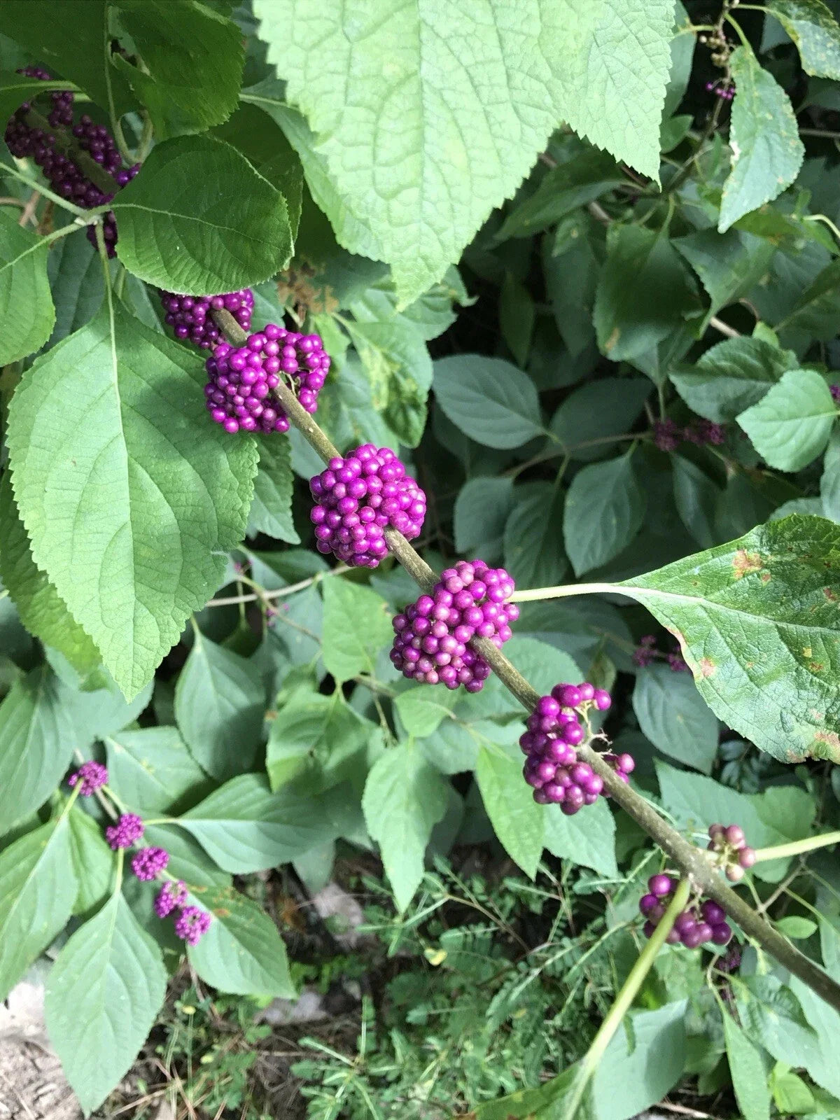 American Beautyberry Live Plant 10"+ Callicarpa americana Shrub with Purple Berries, Edible Fruit, Garden Landscape, 2 Pack