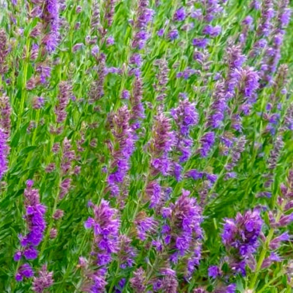 Hyssop Seeds - NON-GMO Heirloom Flower Seeds for Pollinators - Hyssopus officinalis