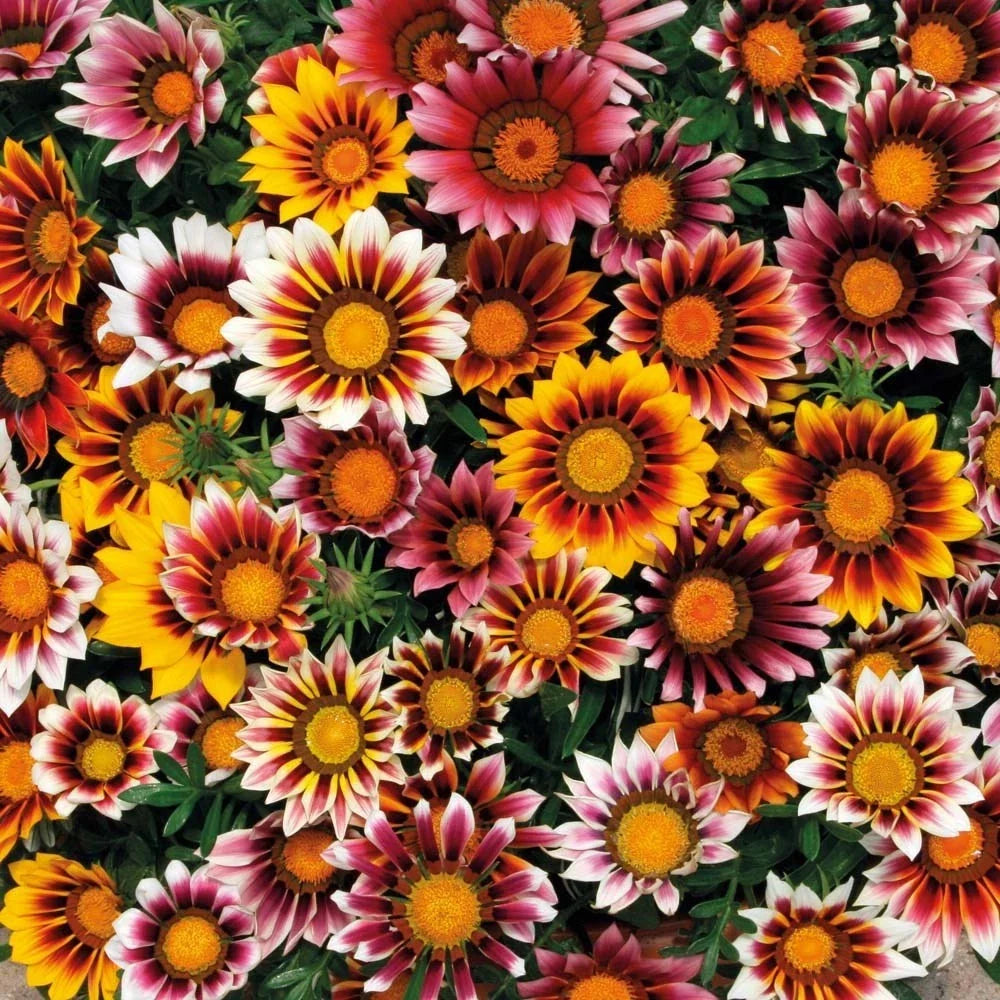 Gazania Rigens Flower Seeds - Mix of Yellow, Orange, Red - 25 Fresh Seeds for Colorful Blooms