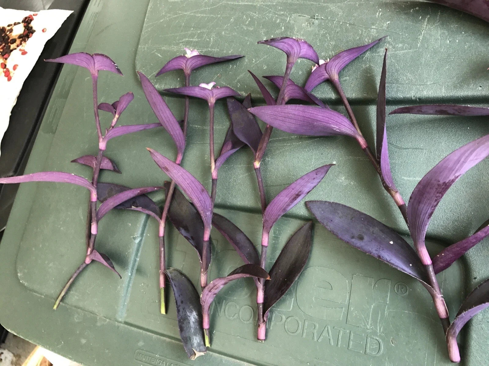 Tradescantia pallida Cuttings - 10" Purple Heart Live Plant Bundle for Indoor & Outdoor Gardening