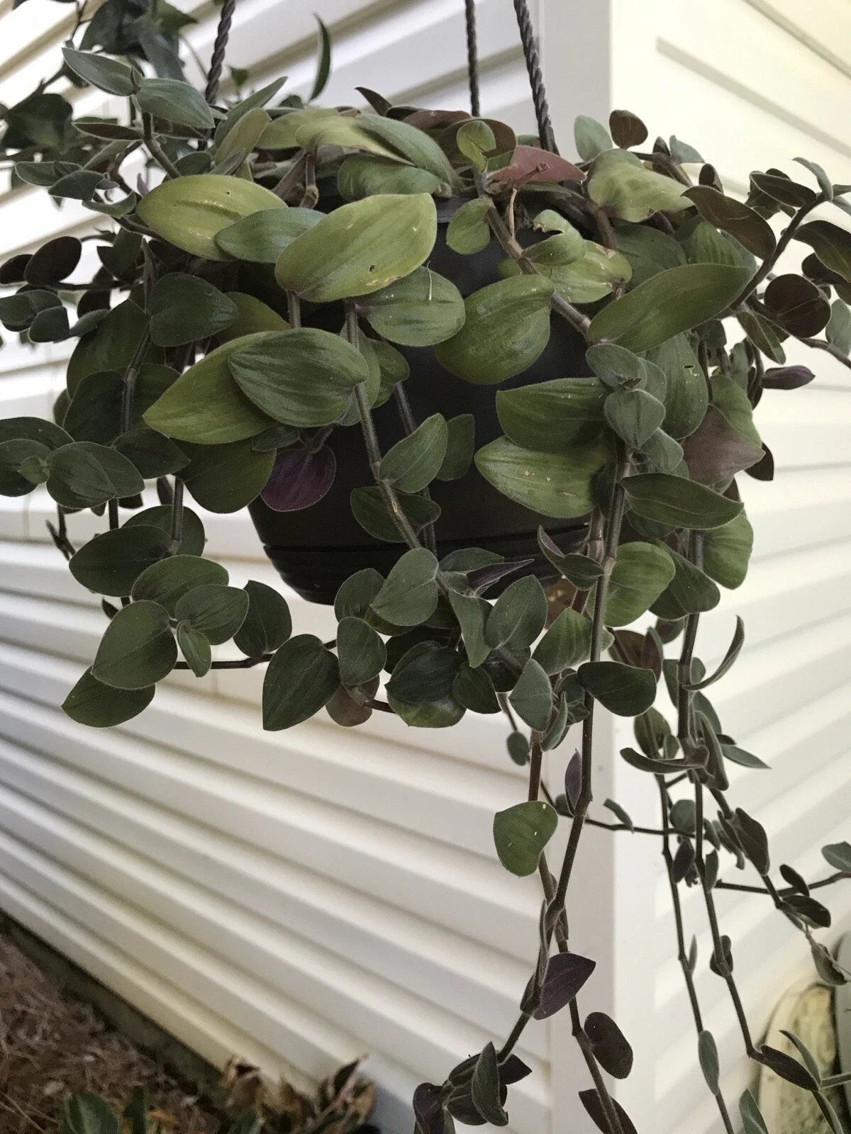 Tradescantia Bunny Bellies Cuttings 5 Pieces, Green & Purple Foliage, Unrooted, Wondering Jew Plant, Houseplant, Trailing Vine