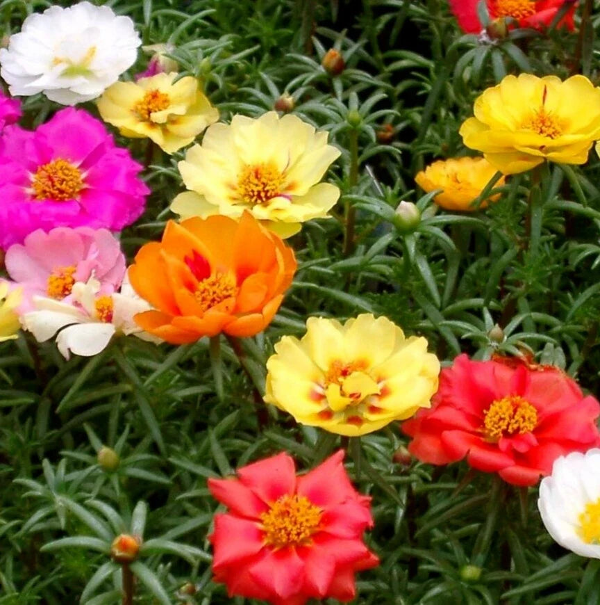 Moss Rose Flower Seeds 1000+ Double Mix, Portulaca grandiflora, Drought-Tolerant Annual Succulent for Gardens & Containers