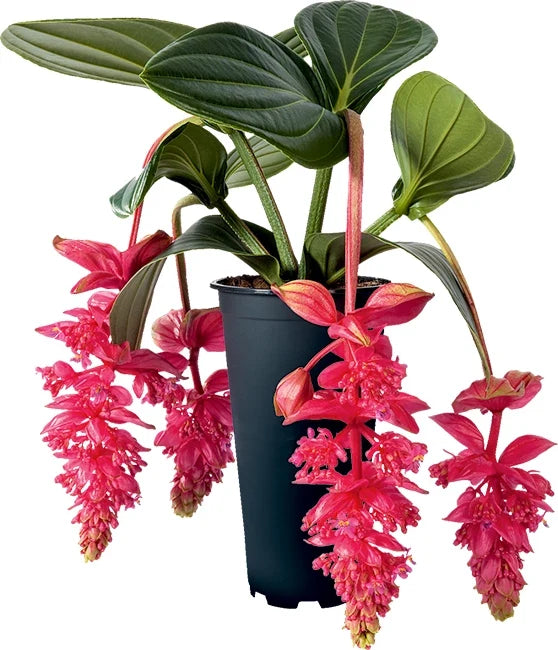 Medinilla Magnifica Live Well-Rooted Starter Plant – Rare Indoor Houseplant with Large Foliage