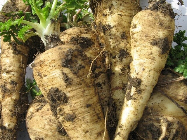 Parsni Seeds - 200+ All American Pastinaca sativa Vegetable Seeds for Home Garden, Non-GMO, USA Grown