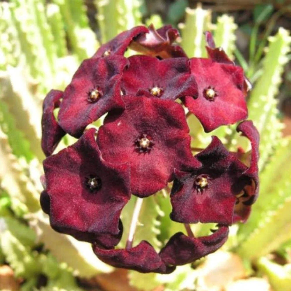 Caralluma Umbellata Potted Plant - Rare 3.5" Well-Rooted Succulent for Indoor & Outdoor