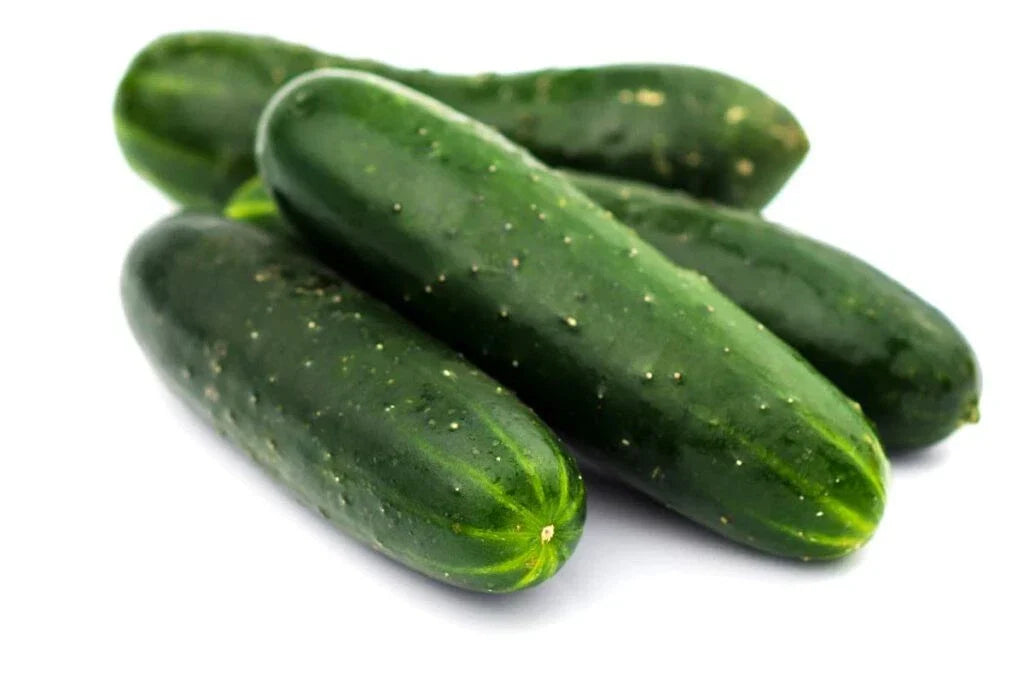 Carolina Cucumber Seeds - 50+ Heirloom Organic Non-GMO Cucumis sativus