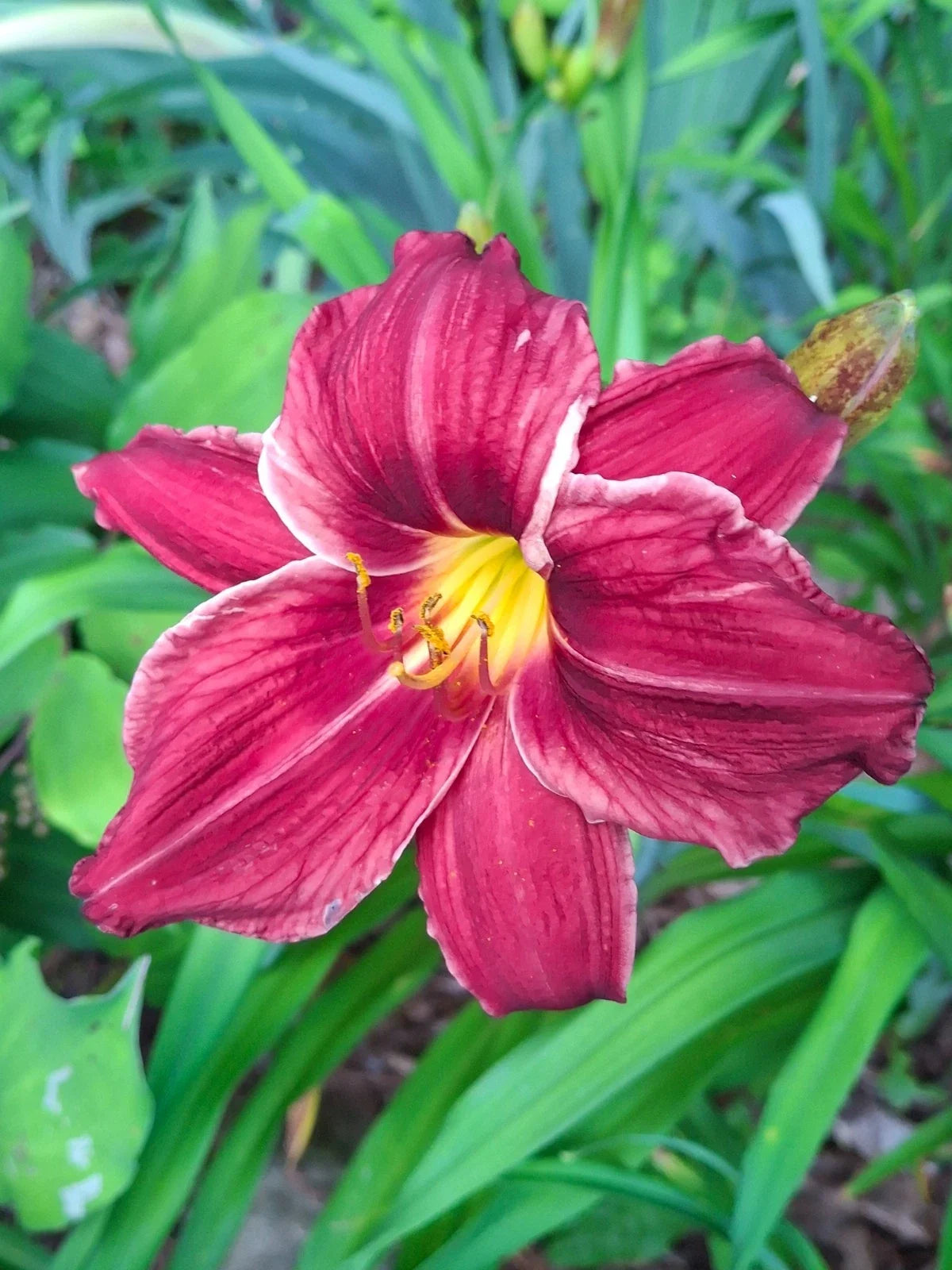 Hemerocallis Red Frills Daylily Bareroot Plant – Red Frilled Flowers, Perennial Garden Flower, Clumping, Full Sun to Partial Shade
