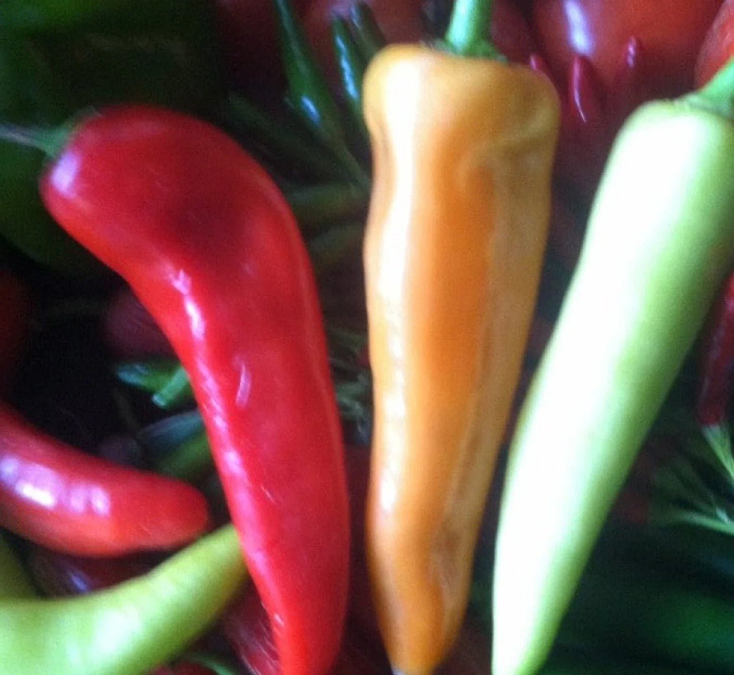 Sweet Banana Pepper Seeds - Non-GMO Capsicum annuum, Mild Hot Pepper, 100+ Seeds for Garden, Container & Bed Planting