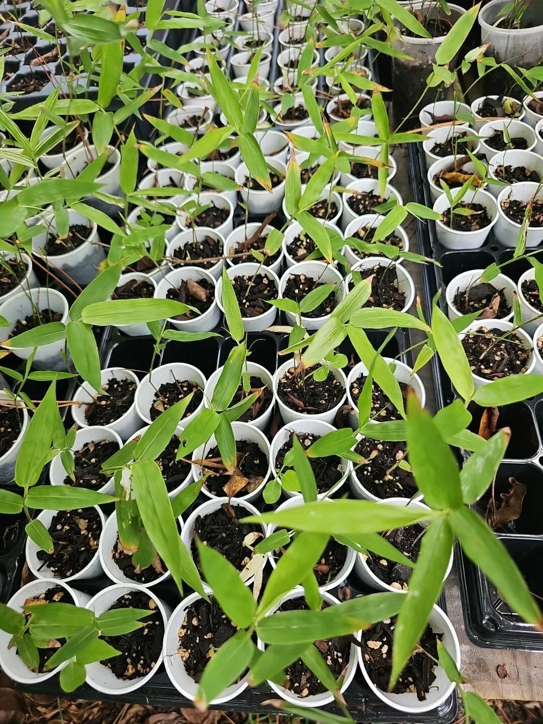 Dendrocalamus Giganteus Bamboo Seedling in 2" Pot - Hardy Tropical Giant Bamboo Plant
