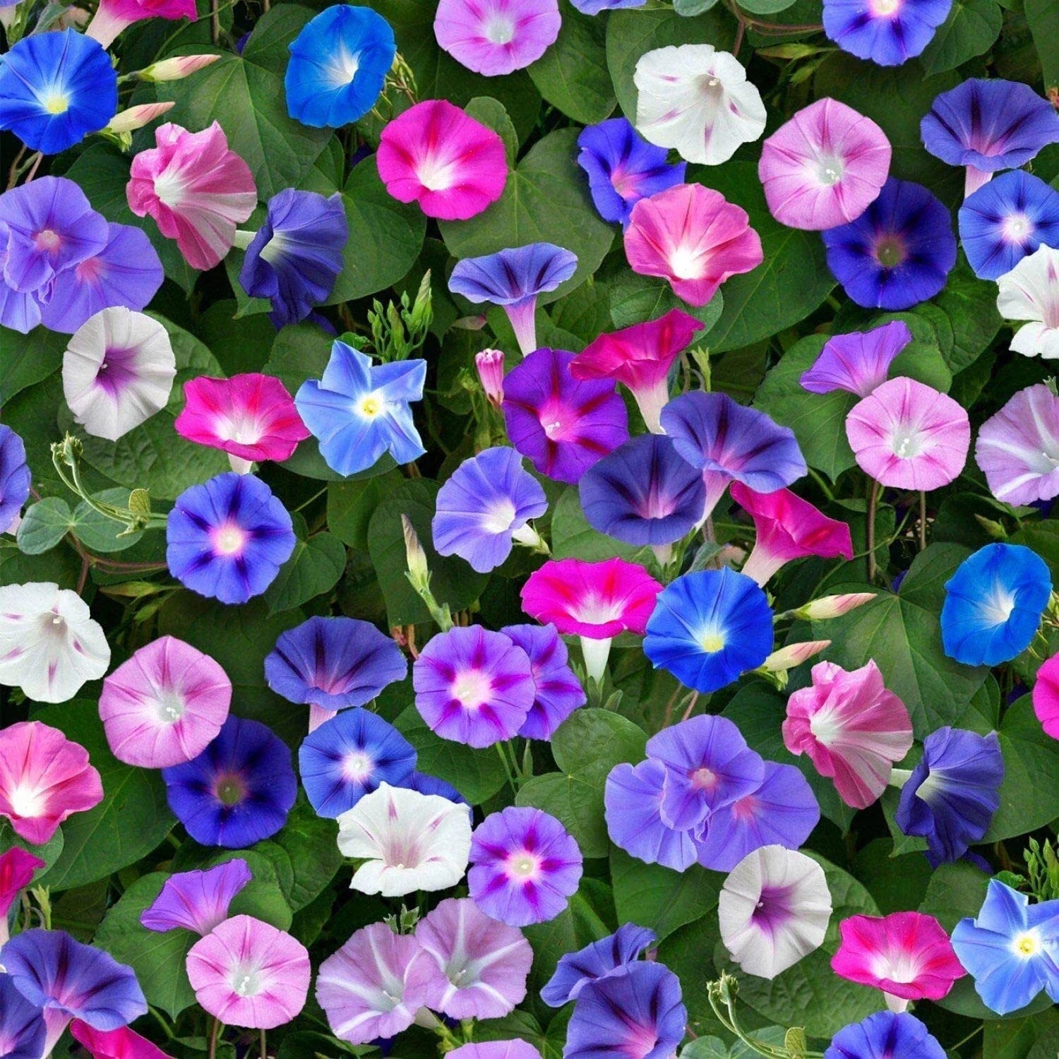 Morning Glory Seeds for Planting, Climbing Vine, Blue, Purple, Pink, White Flowers, Ipomoea purpurea