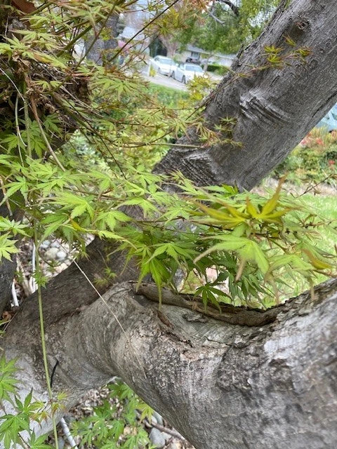 Japanese Maple Tree Cuttings 6" Acer palmatum Grafting 10 Pack for Rooting, Propagation, Bonsai & Landscaping