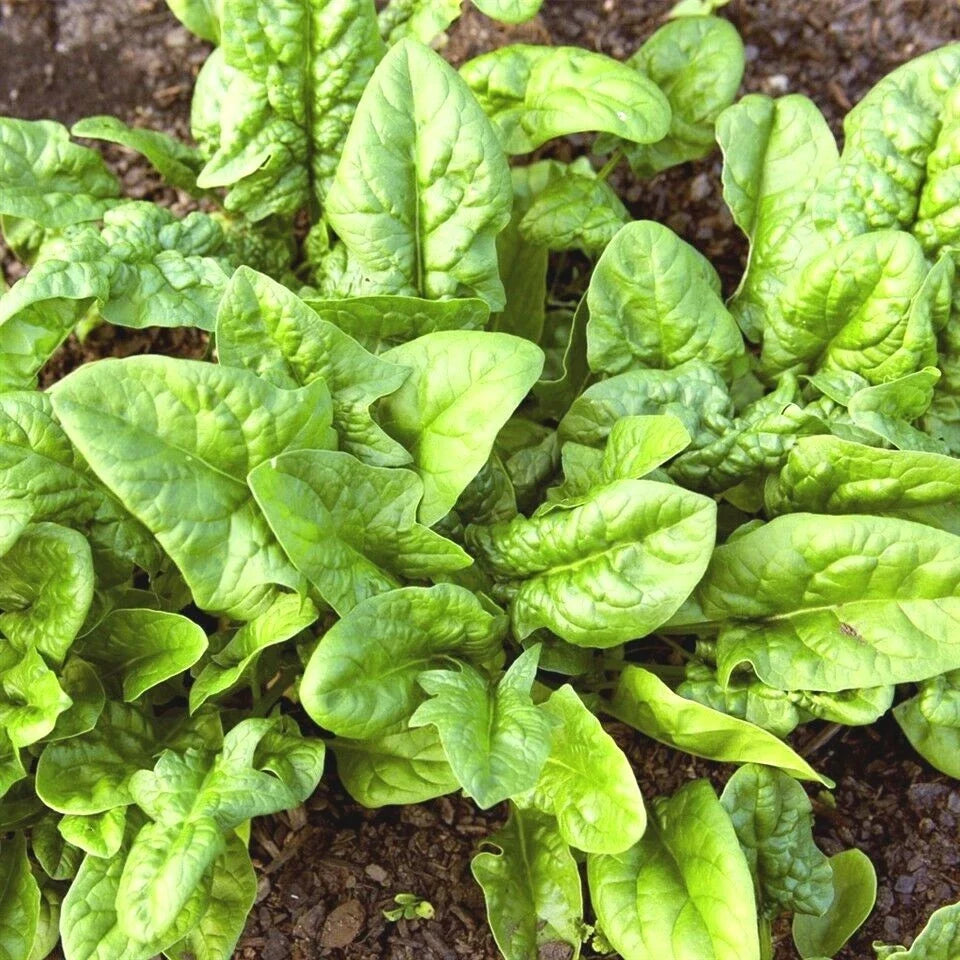 Organic Bloomsdale Spinach Seeds - 200+ Count, Slow to Bolt, Non-GMO, for Vegetable Garden & Container Gardening, Spinacia oleracea