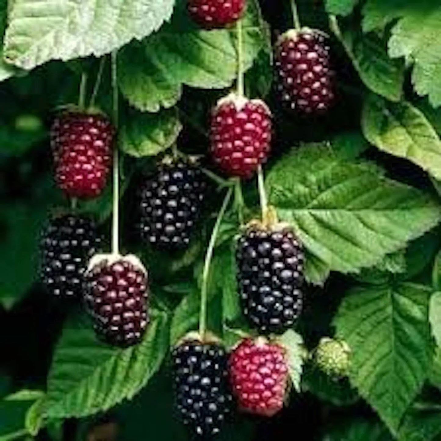 Boysenberry Plant Bare Root Thornless Hybrid Rubus ursinus × Rubus idaeus Fruit Starter