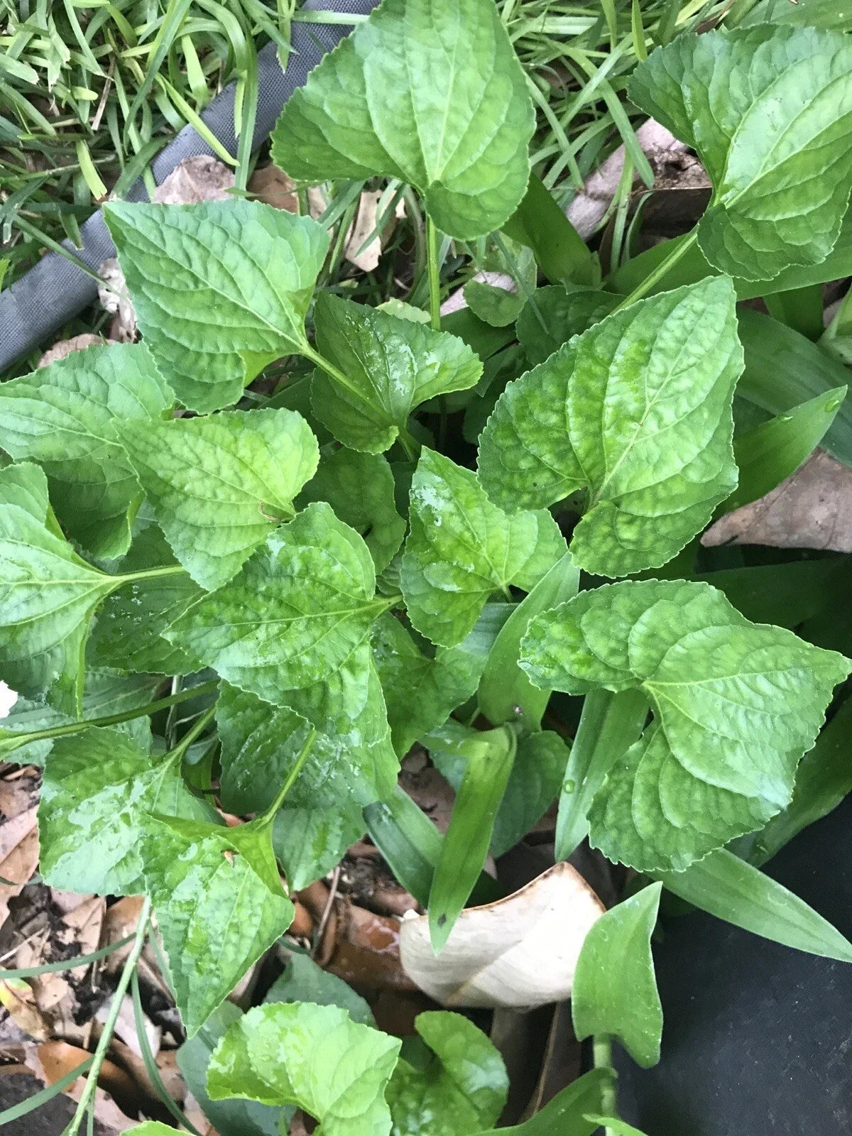 Purple Wild Violet Starter Plants - Viola sororia, Perennial Ground Cover, Easy to Grow Bulbs, Flowering Plants for Borders & Shade