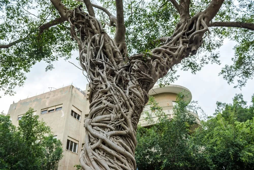 Banyan Tree Seeds - Ficus benghalensis - Indian Banian for Planting - 20 Seeds, Spreading Canopy, Aerial Roots, Fast-Growing Tree