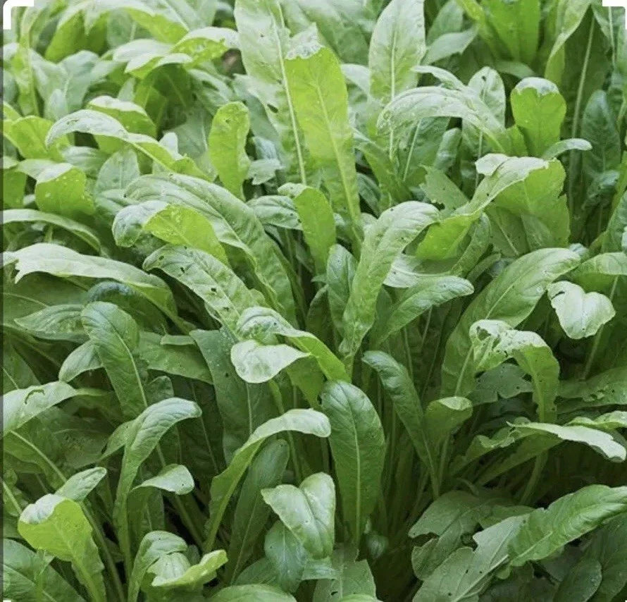 Mibuna Asian Leaf Mustard Seeds - 300+ Non-GMO Brassica rapa var. japonica Seed Packet for Home Gardening and Culinary Use
