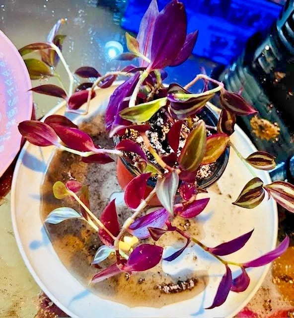 Tradescantia Zebrina Plant - Indoor Houseplant in 4-Inch Pot with Striped Purple & Green Foliage, Easy Care, Pet-Friendly